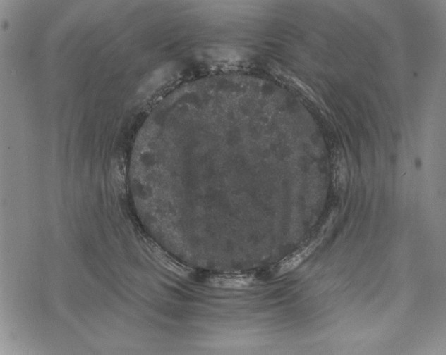 X0000076270661200610191741