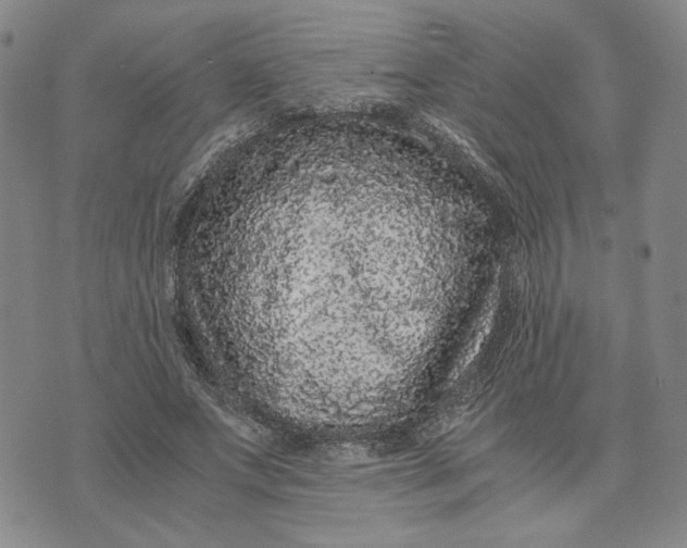 X0000076270687200610191740