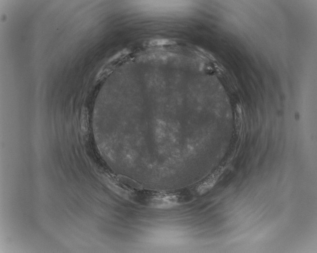 X0000076270760200610191739