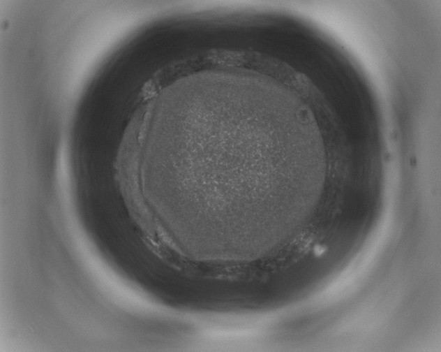 X0000076270765200610191739