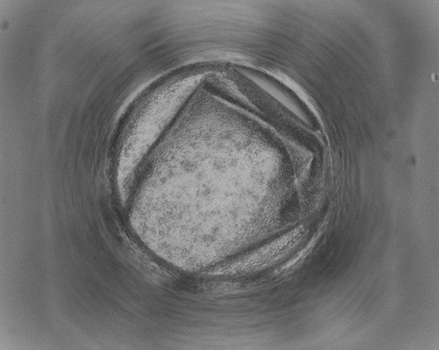 X0000076270783200610191738