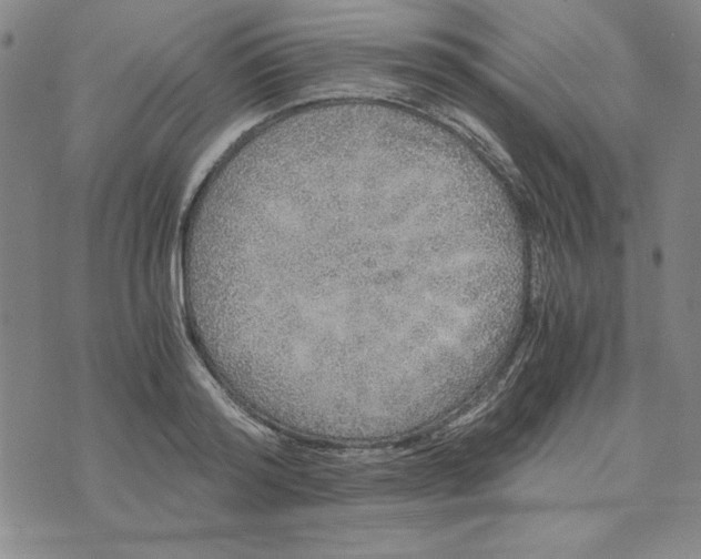 X0000076270796200610191738