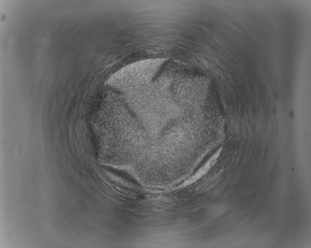 X0000076270817200610191737