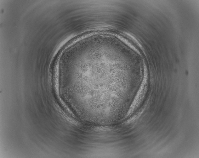 X0000076270835200610191737