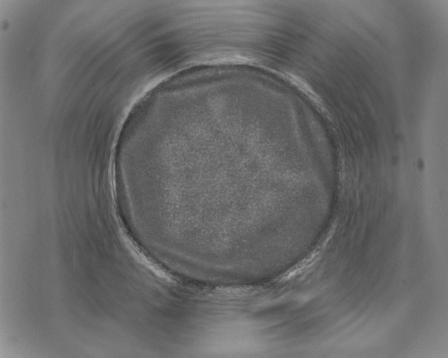 X0000076270840200610191737