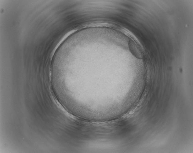 X0000076270852200610191737