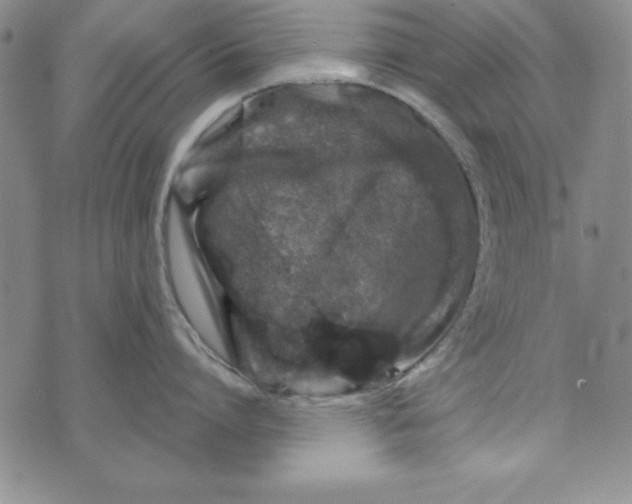 X0000076270864200610191738