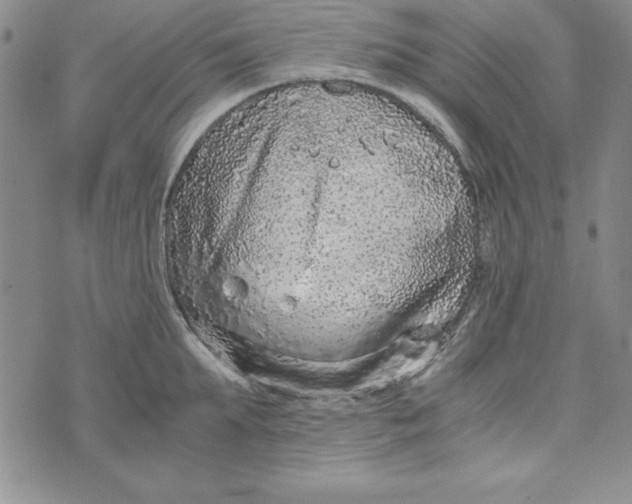 X0000076270903200610191736