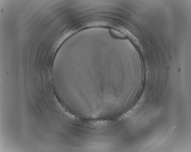 X0000076270945200610191736