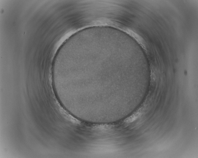 X0000076270950200610191736