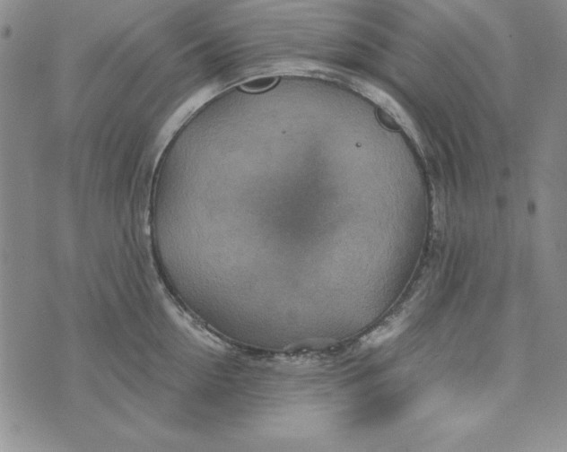 X0000076270954200610191736