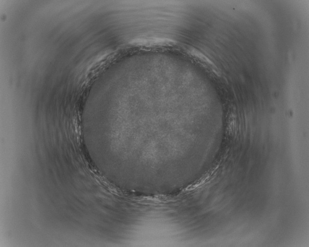 X0000076270966200610191735