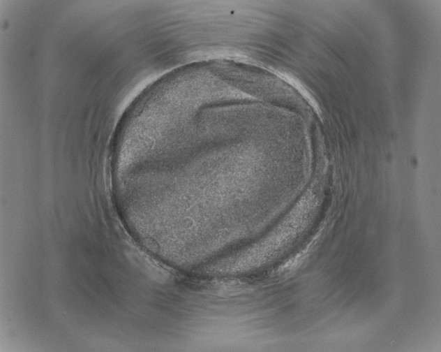 X0000076270983200610191735