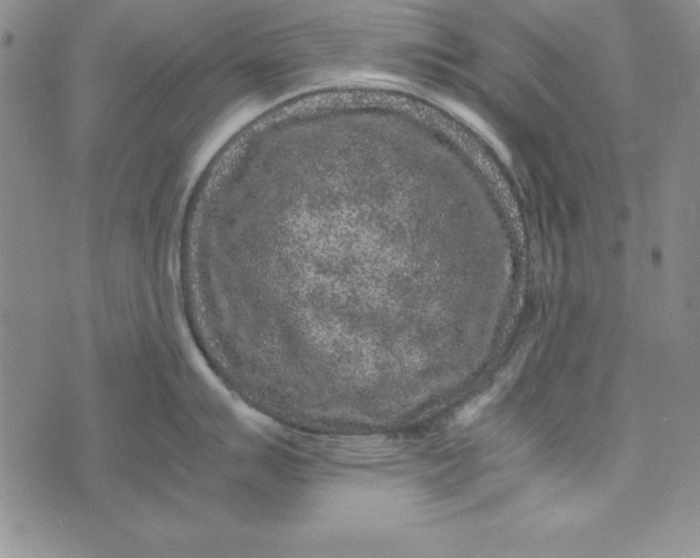 X0000076271007200610191735