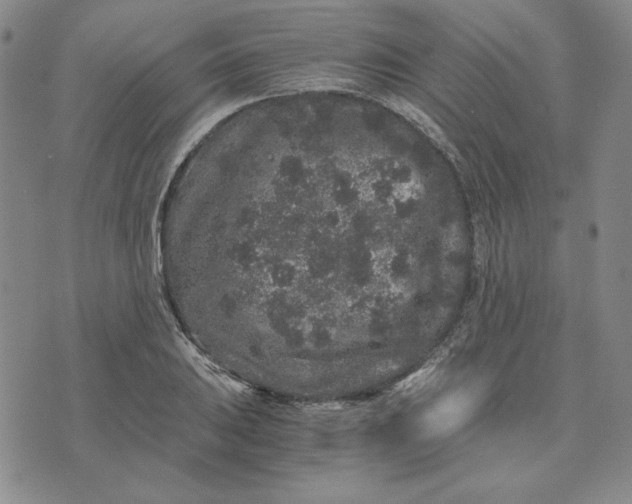 X0000076271031200610191734