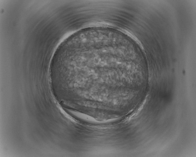 X0000076271037200610191734