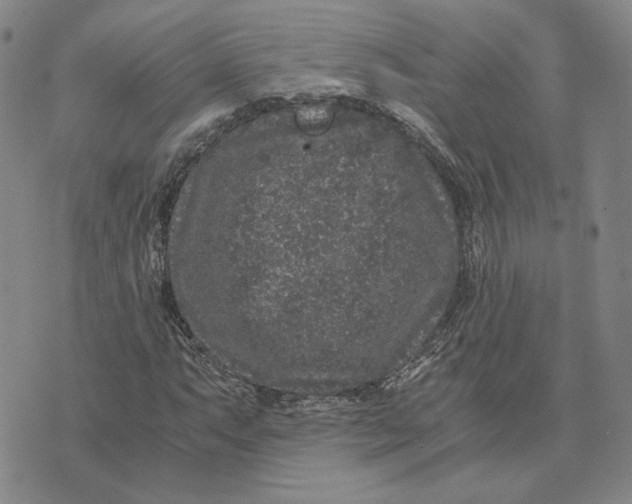 X0000076271063200610191734