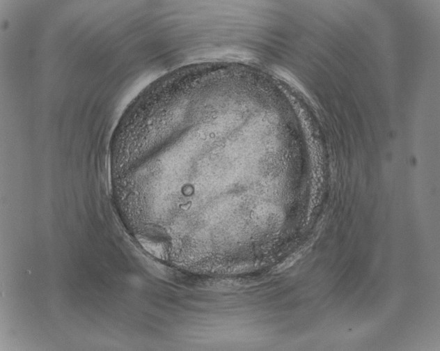 X0000076271079200610191733