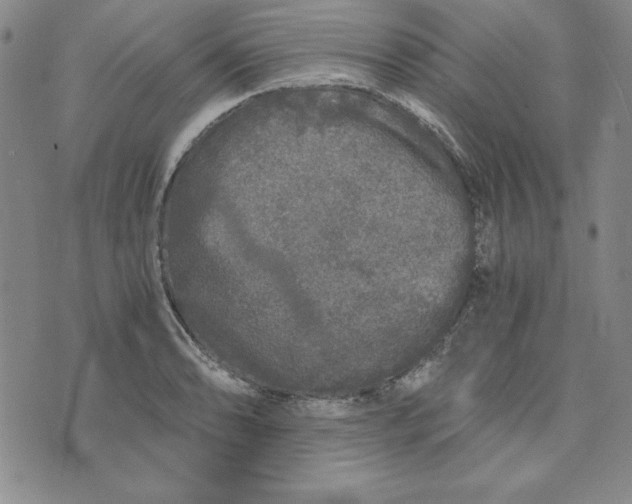 X0000076271086200610191733