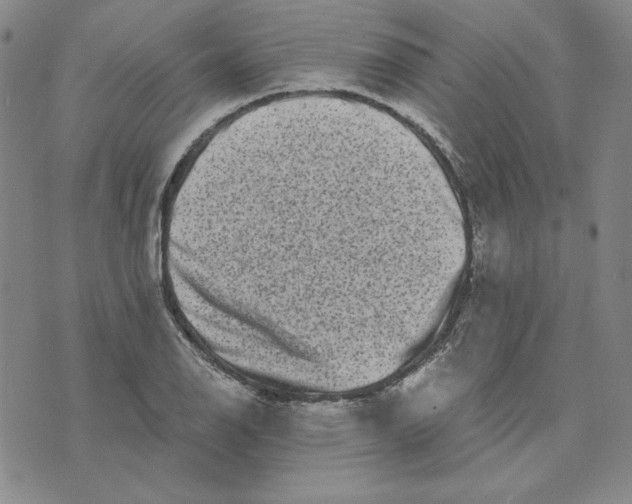 X0000076271126200610191733