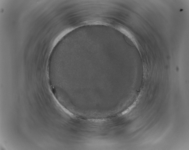 X0000076271141200610191733