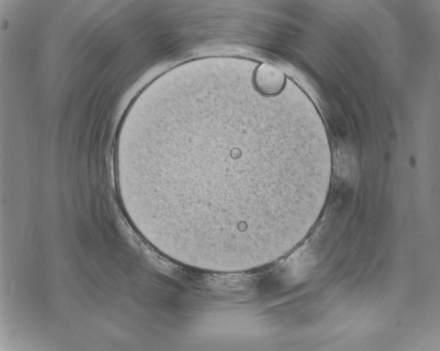 X0000076271150200610191733