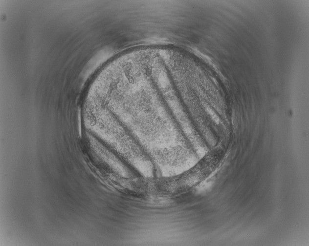 X0000076271171200610191732