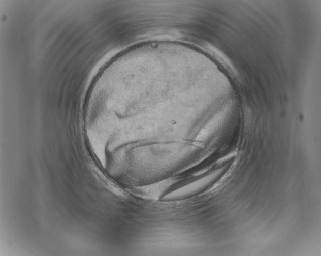 X0000076271240200610191731