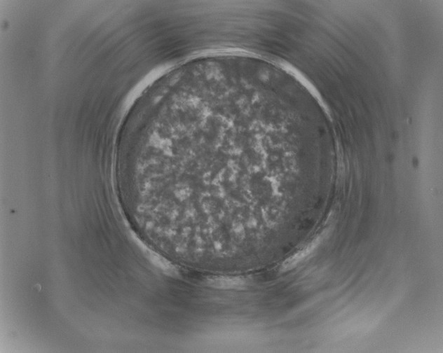 X0000076271245200610191731