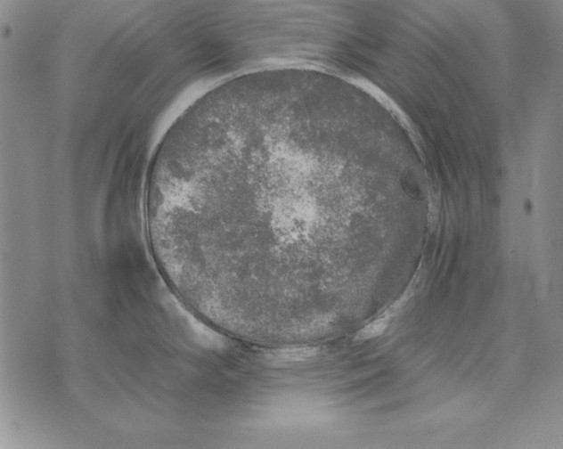 X0000076271294200610191730