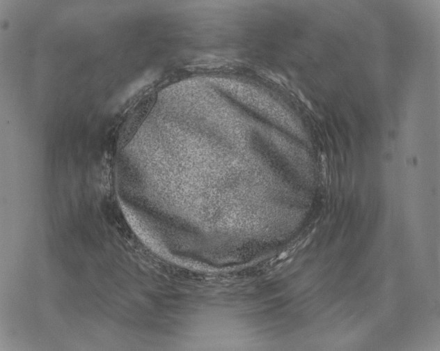 X0000076271350200610191729