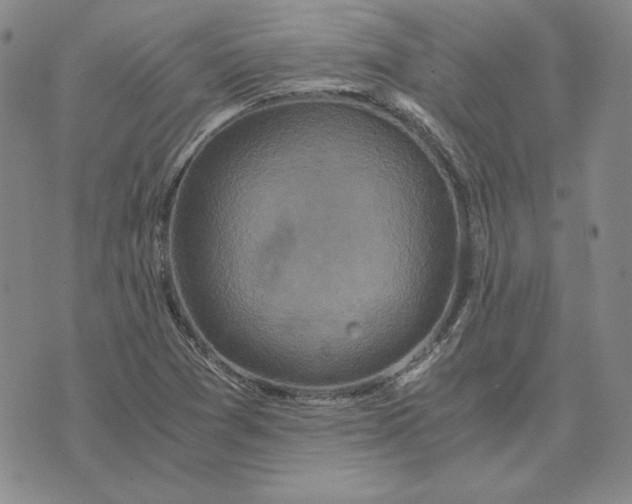 X0000076271361200610191729