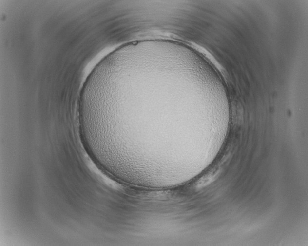 X0000076271387200610191728