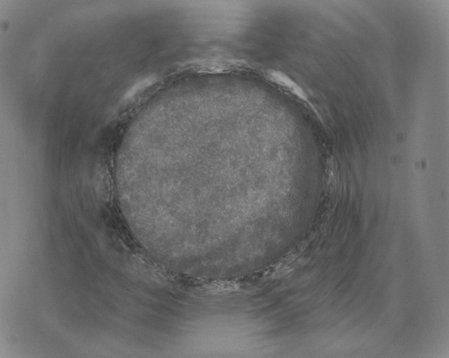 X0000076271446200610191727