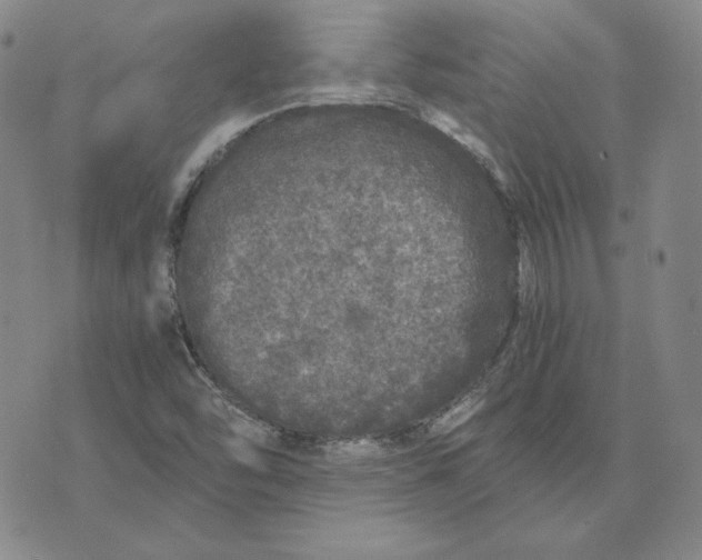 X0000076271454200610191727