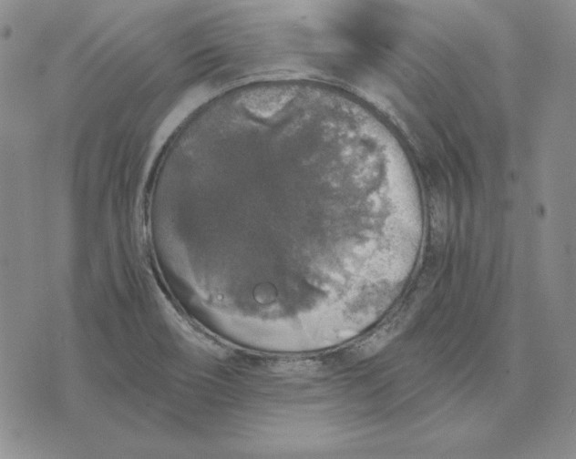 X0000076271466200610191727