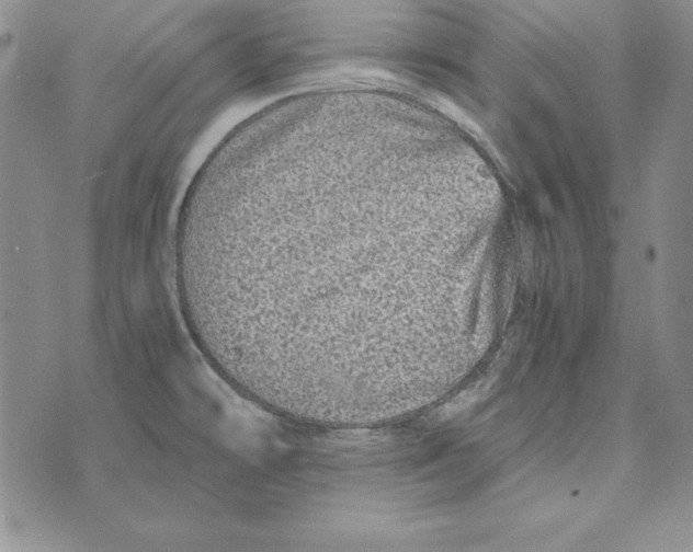 X0000076271478200610191727