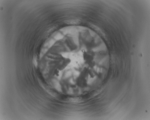 X0000076270069200610262041