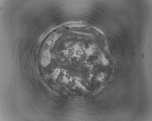 X0000076270337200610262036