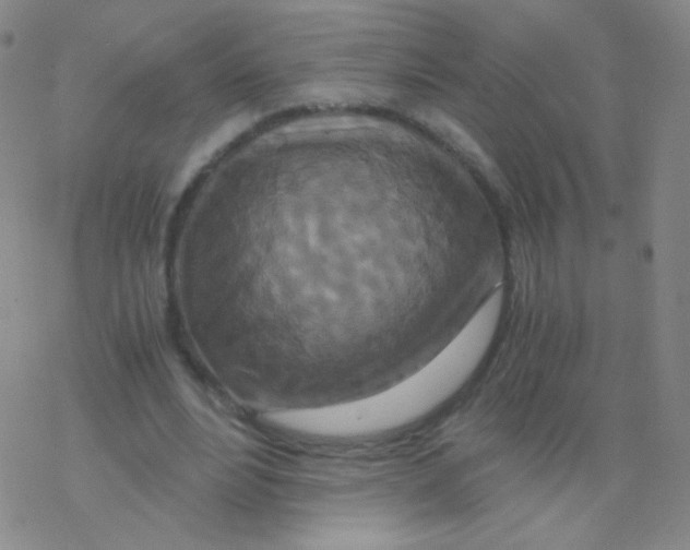 X0000076270488200610262034