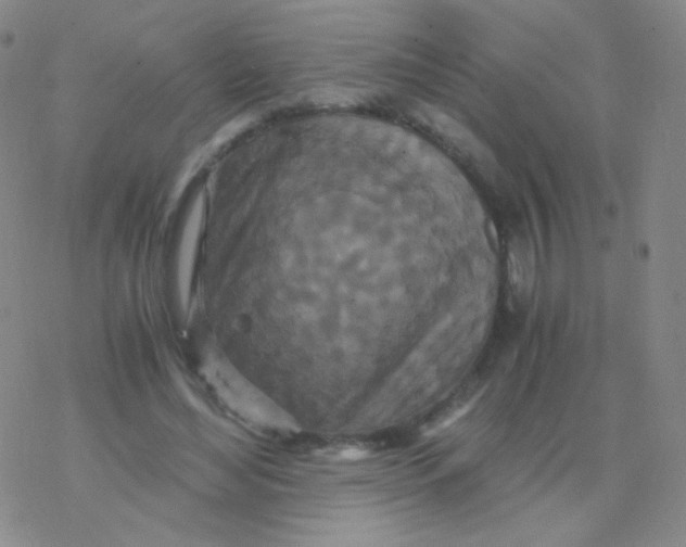 X0000076270492200610262034