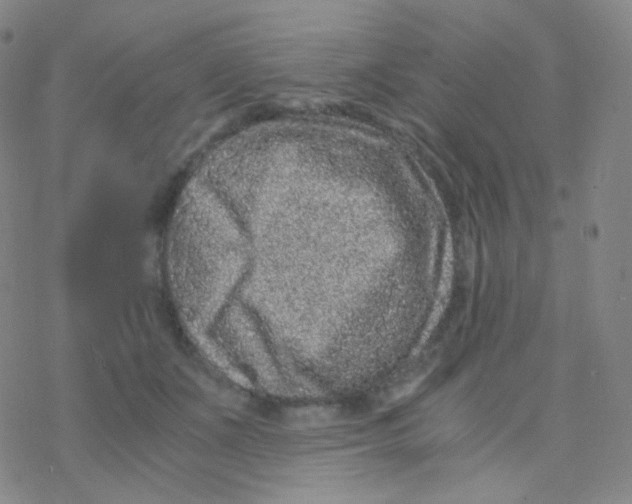 X0000076270511200610262034