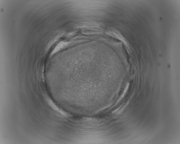 X0000076270585200610262032