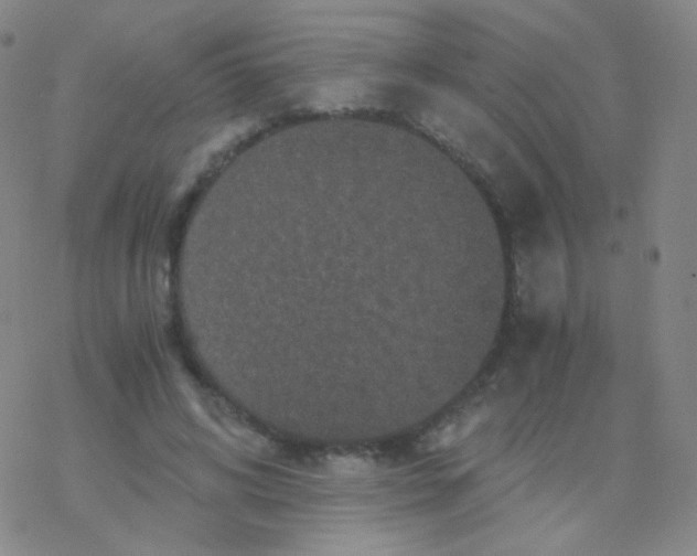 X0000076270592200610262032