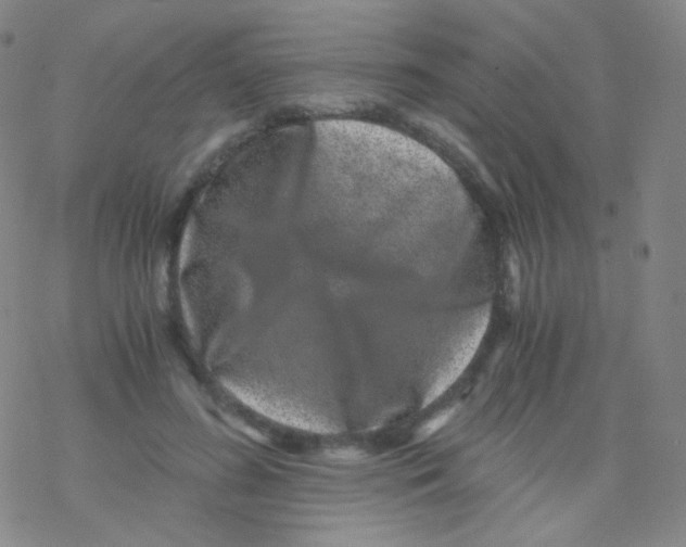 X0000076270596200610262032