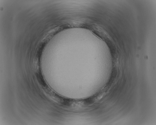 X0000076270599200610262032