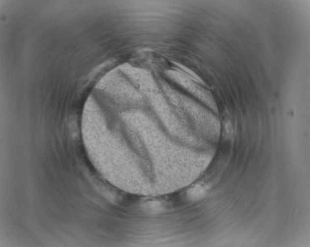 X0000076270620200610262032