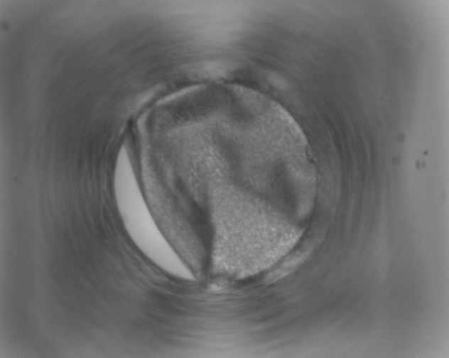 X0000076270624200610262032