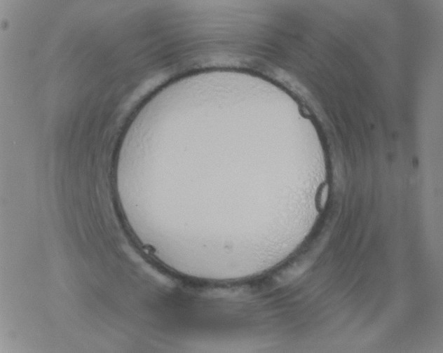 X0000076270625200610262031