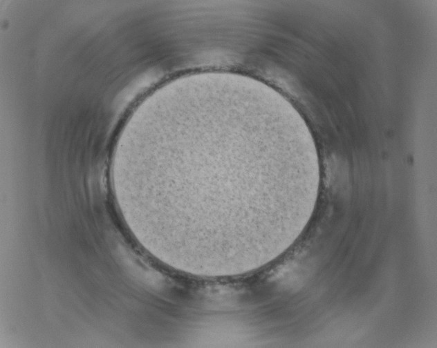 X0000076270632200610262031